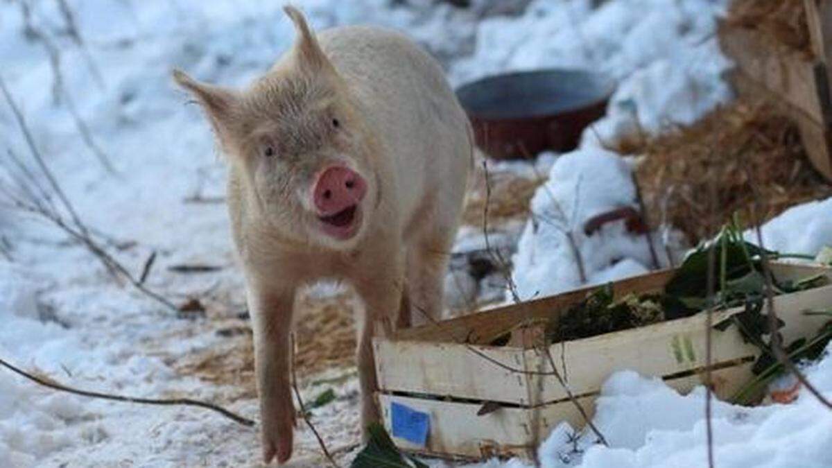 Auch Schweine können lachen