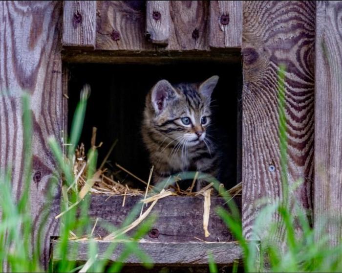 Baby-Boom in Mautern: Am Wilden Berg gibt‘s Luchsnachwuchs im Doppelpack