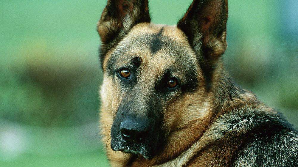 Ein Schäferhund (Sujetfoto) fraß in St. Andrä das auf dem Grundstück des Besitzers deponierte Rattengift und starb