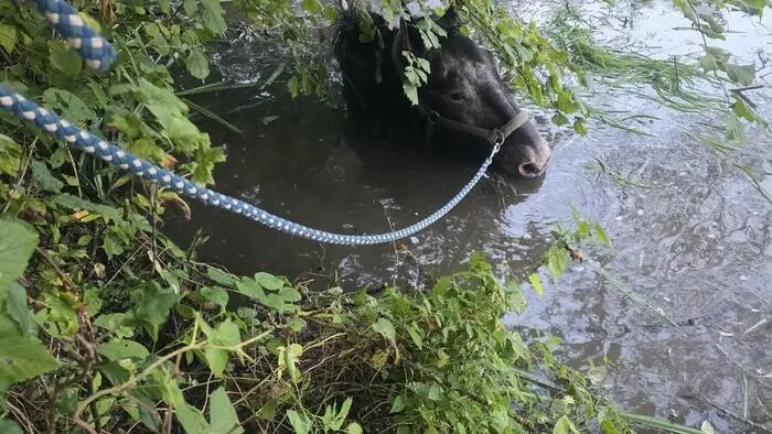 Der Tümpel wurde abgelassen, damit der Kopf des Pferdes über dem Wasser blieb