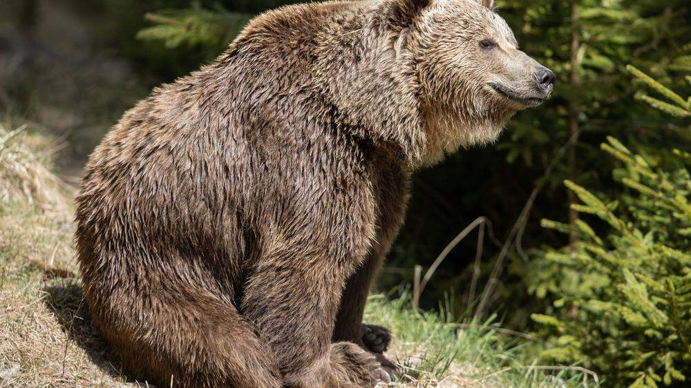 Im Bärengehege sind seit einigen Wochen neben den Braunbären nun auch die Grauwölfe zu Hause 