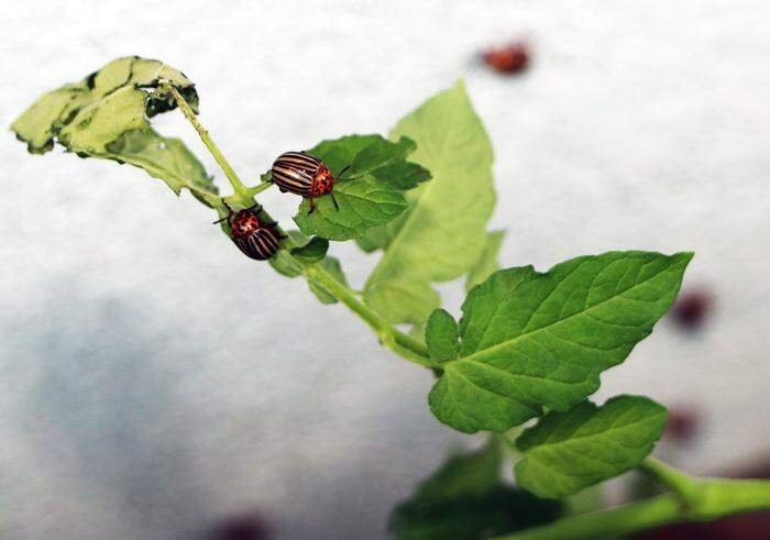 Die kleinen Käfer fressen alle möglichen Pflanzen