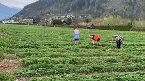 Drei Menschen stehen in einem Erdbeerfeld und zupfen händisch Unkraut