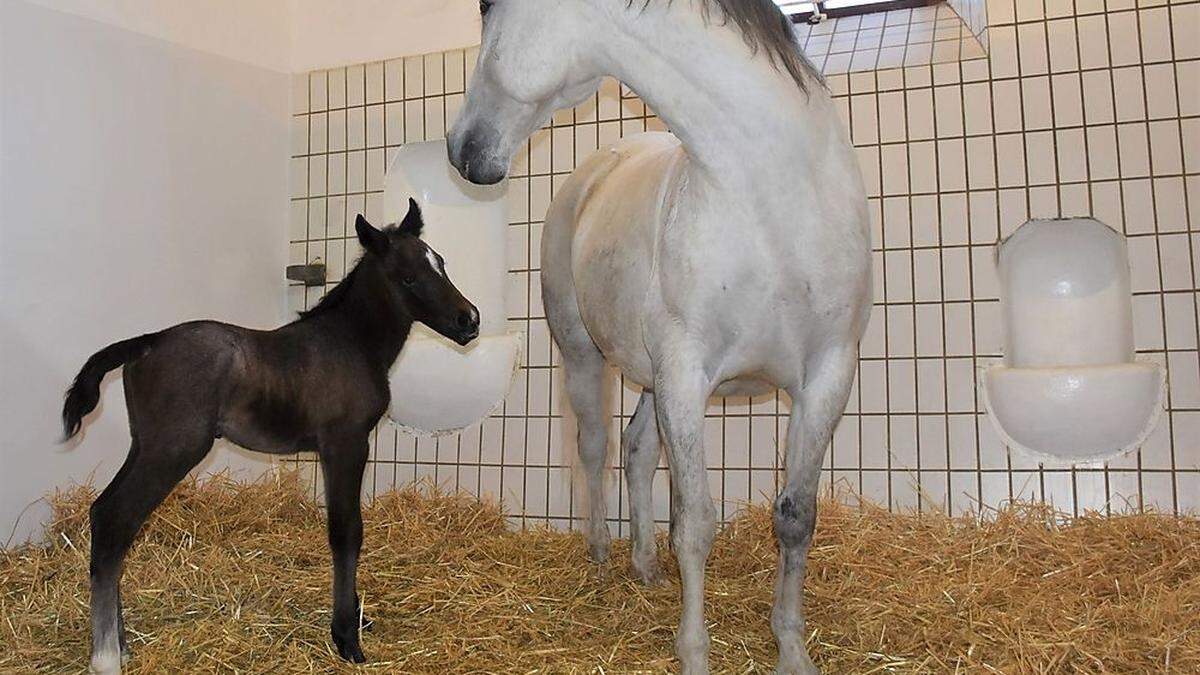 Neapolitano Graziella mit Mama Graziella 