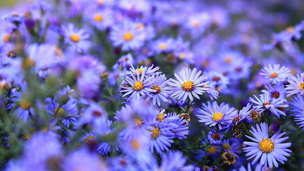Leuchtend blaue Schönheiten im Garten