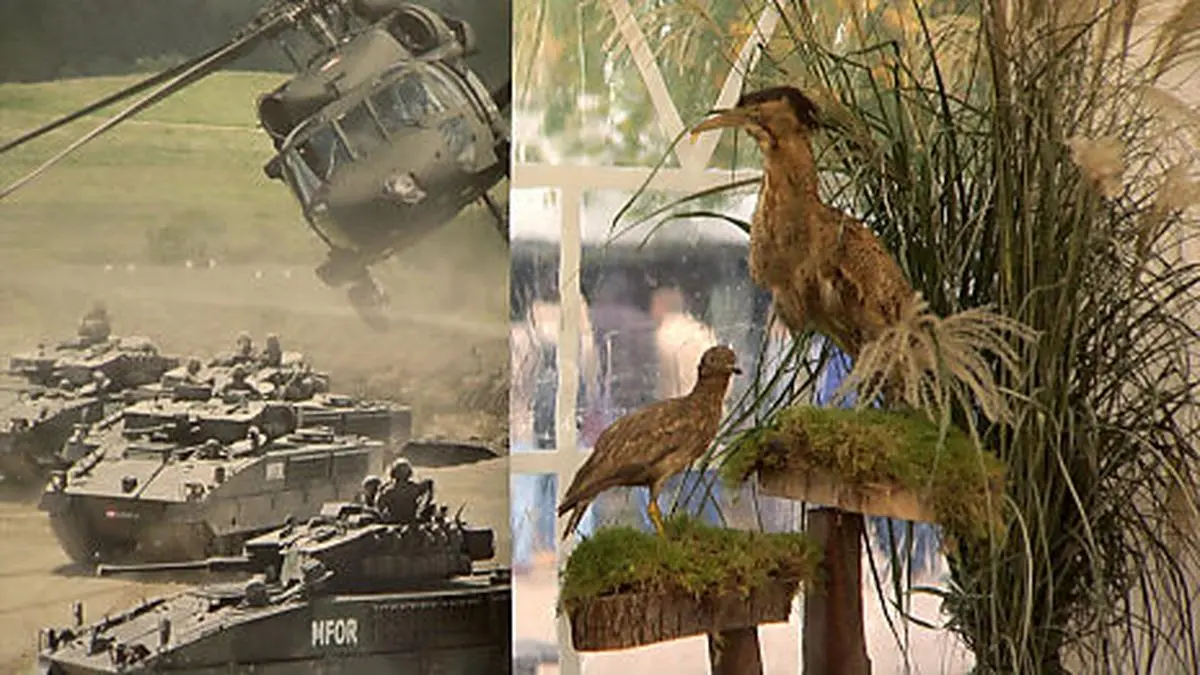 Doku über den Heldenplatz am 26. Oktober: "Das Wachtelkönig Paradox" auf Flimmit