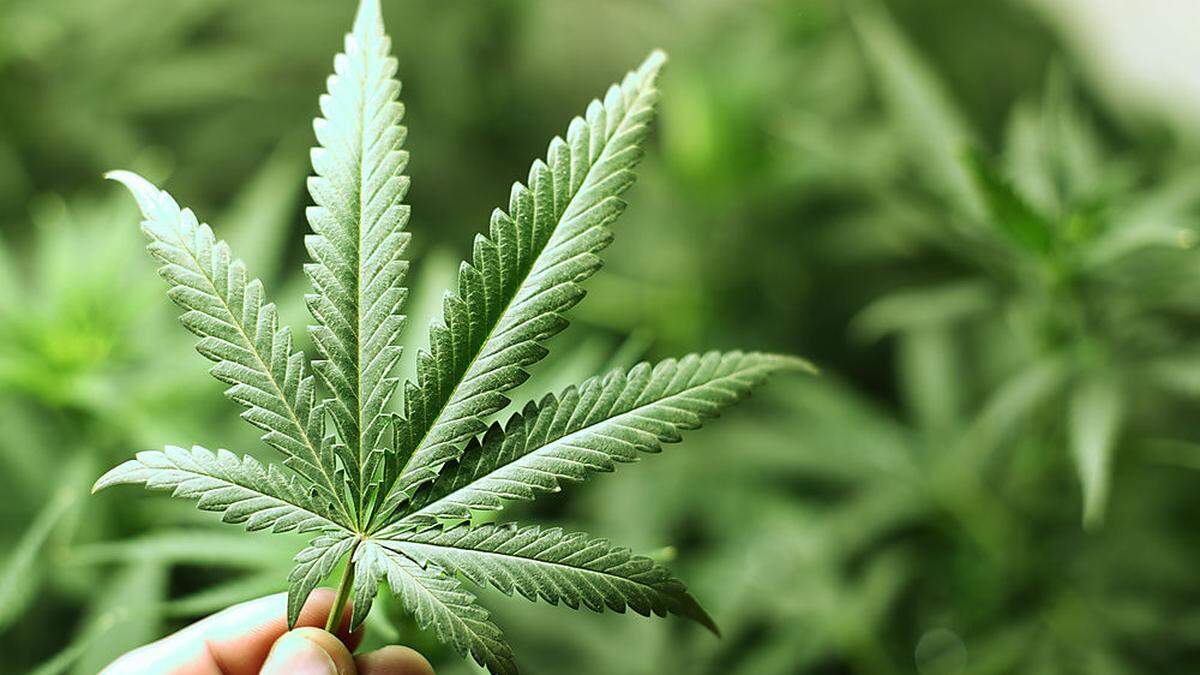 400 Gramm geerntetes Cannabis wurden beschlagnahmt