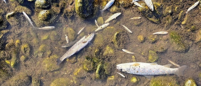 Nach Einleitung teils ungeklärter Abwässer der Mondi-Frantschach wurde die Lavant im Frühjahr zum Fischmassengrab – mit Langzeitfolgen aber bisher offenbar ohne konkrete Wiedergutmachungsbemühungen seitens des Verursachers