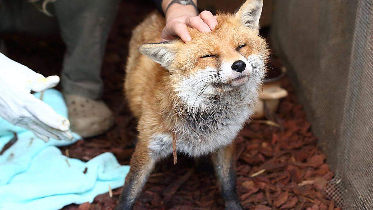 Bei "Kleine Wildtiere in großer Not"