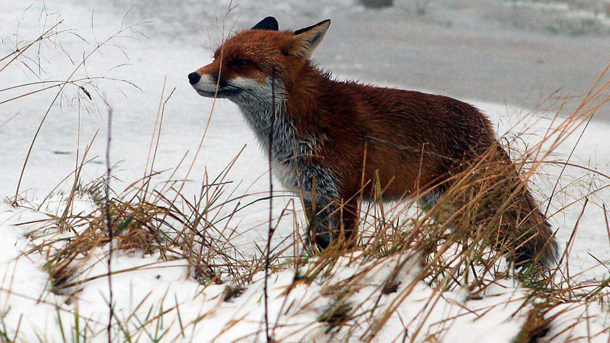 Gefährliche Fuchsräude breitet sich aus (Sujet-Foto)