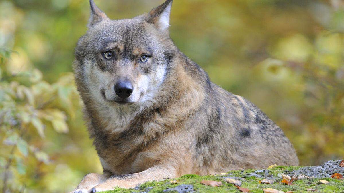 Ein Wolf riss Tiere in Spielberg und in St. Martin am Wöllmißberg 