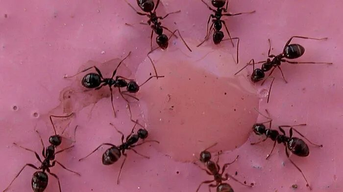 Wissenschaftler haben errechnet, dass Insekten in New York allein zwischen dem Broadway und der West Street Essensreste im Ausmaß von rund 60.000 Hot Dogs jährlich aus dem Weg räumen. Die kleine Putzpolizei ist so auch als Schädlingsbekämpfeinheit unterwegs, da sie Tieren wie Ratten und Tauben das Futter wegfressen.