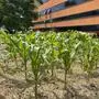 Mit der Kultivierung alter Maissorten startete das Projekt im Vorjahr. Heuer hofft man auf besseres Wetter – und höheren Ertrag