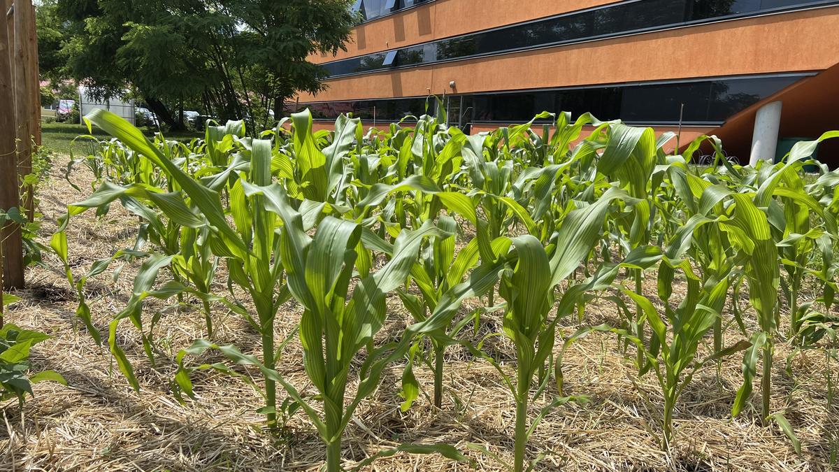 Mit der Kultivierung alter Maissorten startete das Projekt im Vorjahr. Heuer hofft man auf besseres Wetter – und höheren Ertrag