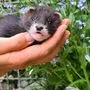Putziger Nachwuchs im Wildpark Assling