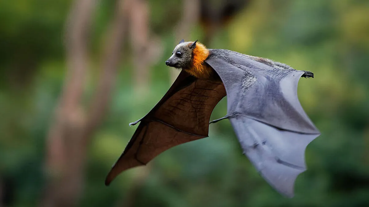 Fledermäuse können Krankheiten übertragen