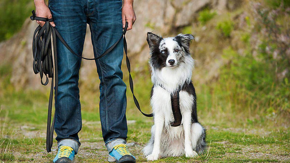 In der Hundeschule lernen Vierbeiner und Besitzer