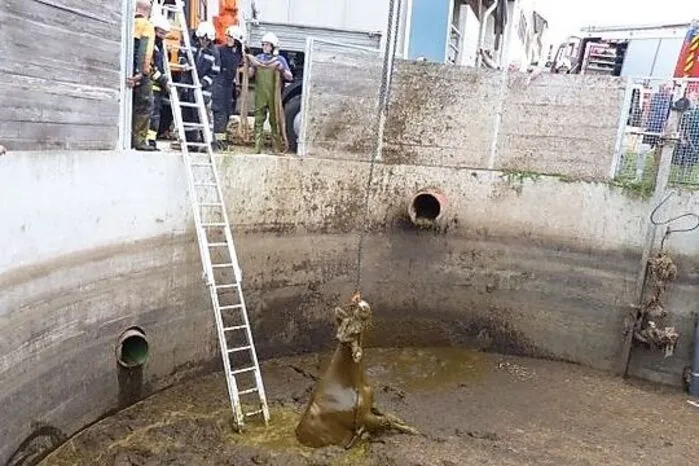 In Riegersberg war eine Kuh in eine mehrere Meter tiefe Jauchengrube gestürzt. Das verängstigte und erschöpfte Tier konnte sich nicht selbst befreien, die Feuerwehr rettete es mit einem Kran.
