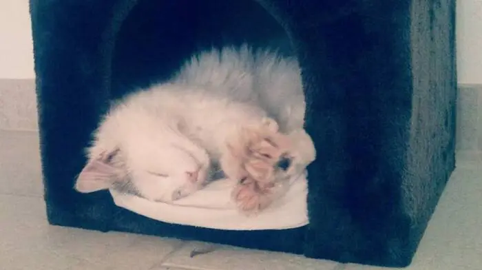 Lenny aus Stallhofen lüftet einmal die Pratzerl aus.