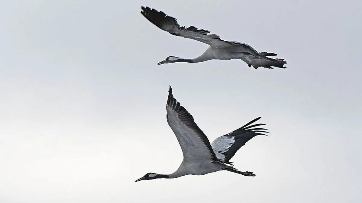 In der Nacht sind die Rufe zu hören, die auf ziehende Kraniche hinweisen (Archivbild)