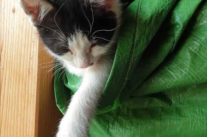 Auch Katzen leben auf der Farm