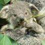 Jetzt ist klar: Das Koala-Jungtier ist ein Mädchen