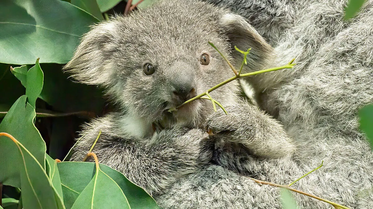 Jetzt ist klar: Das Koala-Jungtier ist ein Mädchen
