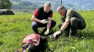 Rissbegutachter Wilfried Laubichler und Reinhard Huber von der HBLFA Raumberg-Gumpenstein bei der Untersuchung eines toten Schafs in Oberstuttern