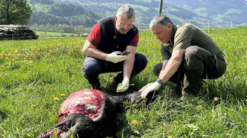 Rissbegutachter Wilfried Laubichler und Reinhard Huber von der HBLFA Raumberg-Gumpenstein bei der Untersuchung eines toten Schafs in Oberstuttern
