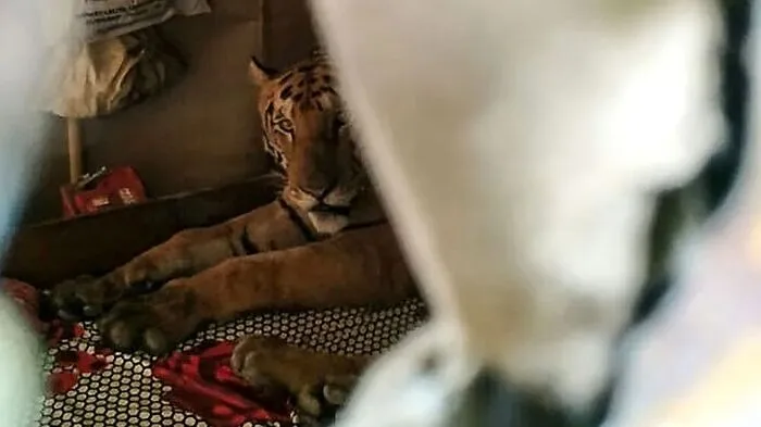 Der Tiger wollte sich etwas entspannen