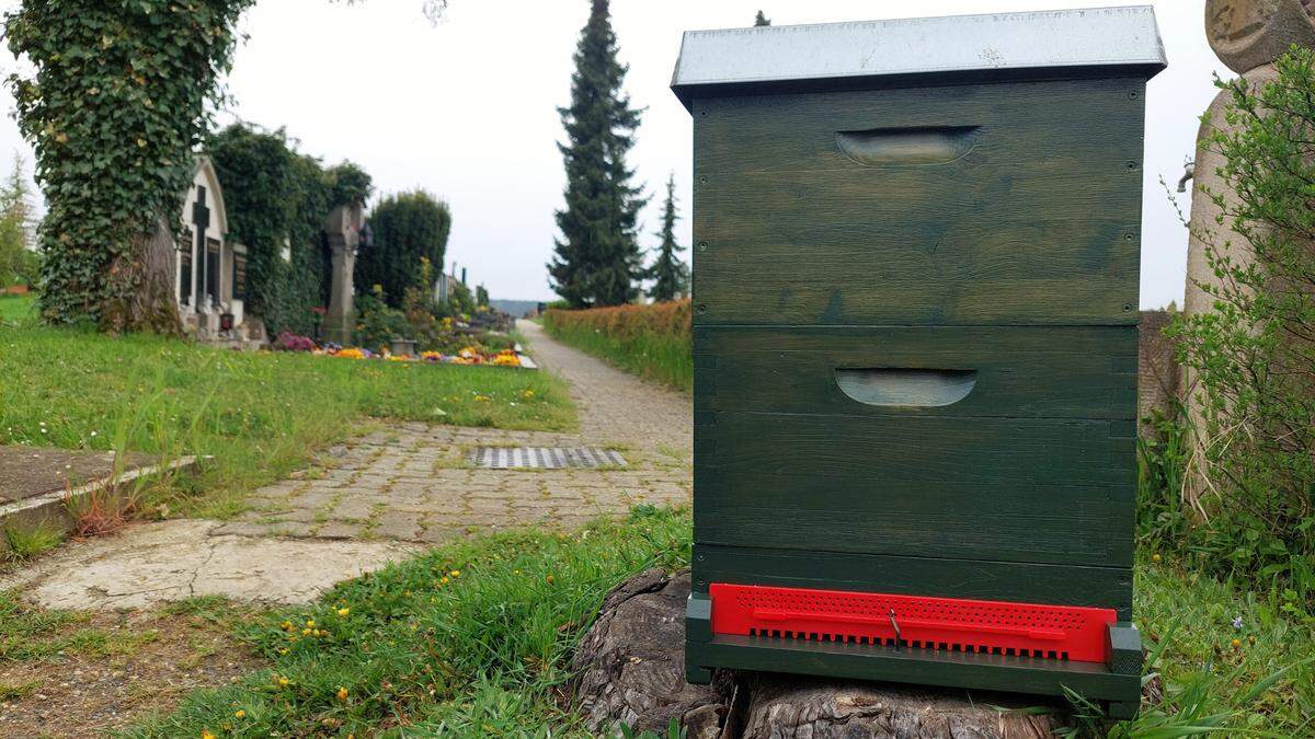 Bienen finden hier in der Umgebung eines Friedhofes ein reichhaltiges Angebot