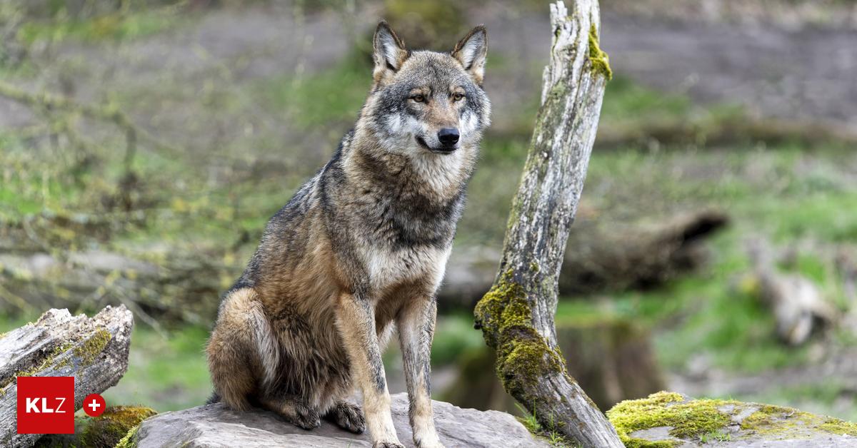 Land-spart-Geld-f-r-Herdenschutz-vor-Wolf-ein-Natursch-tzer-sch-umen