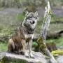 European gray wolf Canis lupus standing on a rock, France, Europe European gray wolf Canis lupus standing on a rock, France, Europe *** European Gray Wolf Canis Lupus standing ON a rock, France, Europe European Gray Wolf Canis Lupus standing ON a rock, France, Europe Copyright: imageBROKER/RonaldxWittek ibxron10413057.jpg Bitte beachten Sie die gesetzlichen Bestimmungen des deutschen Urheberrechtes hinsichtlich der Namensnennung des Fotografen im direkten Umfeld der Veröffentlichung