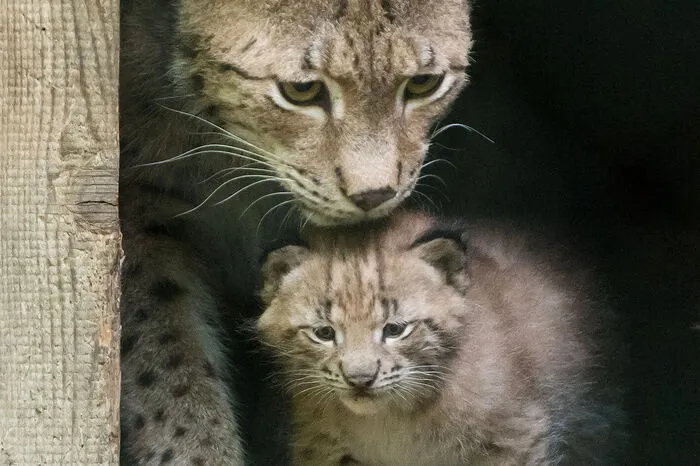 „Unsere Zootiere werden nicht wiederangesiedelt, sondern in großen Anlagen zu Zuchtpaaren zusammengestellt. Ihre Jungtiere werden dann in die Natur entlassen.“