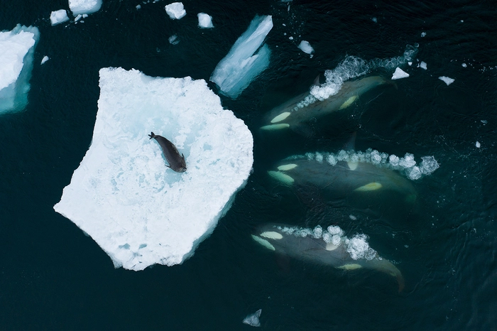 Orcas jagen eine Robbe. Der britische Fotograf Bertie Gregory hat das Verhalten der Orcas während der Jagd begleitet und mit einer Drohne dokumentiert. Drei Wale erzeugen gemeinsam eine Welle und treiben die Weddellrobbe von der Scholle weg.