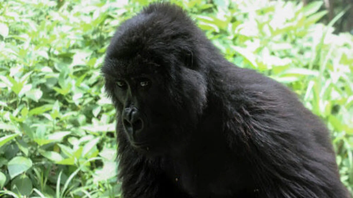 Ihr Bestand ist drastisch zurückgegangen: Flachlandgorilla im Kongo