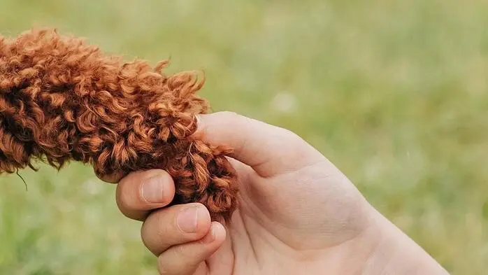Der Hund ist vielen Menschen ein treuer Begleiter. Und natürlich wünschen sich die meisten Zweibeiner nur das Beste für ihre vierbeinigen Lieblinge (Sujetbild) 