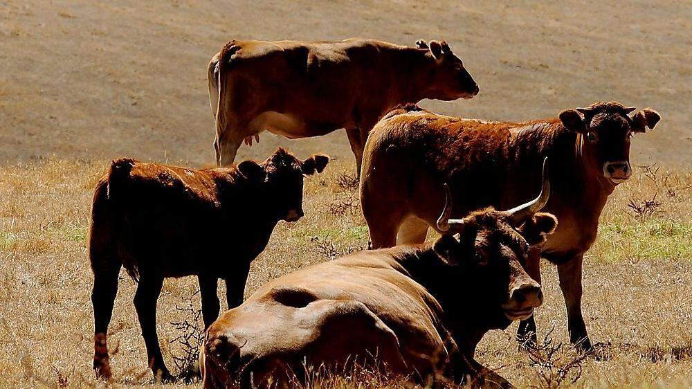 Rinder auf der Kidman-Farm in Australien