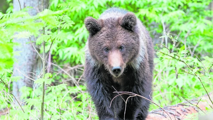 Braunbär (Themenbild)