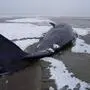 Einer der bei Sønderho auf der Insel Fanø gestrandeten Pottwale