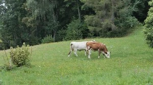 Mehr als zwei Wochen waren diese zwei herrenlose Kalbinnen rund um Steuerberg unterwegs 