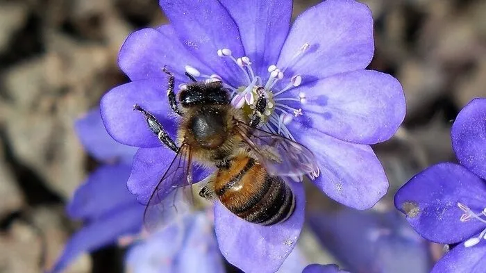 Die Bienen zeigen sich wieder außerhalb ihres Stockes.