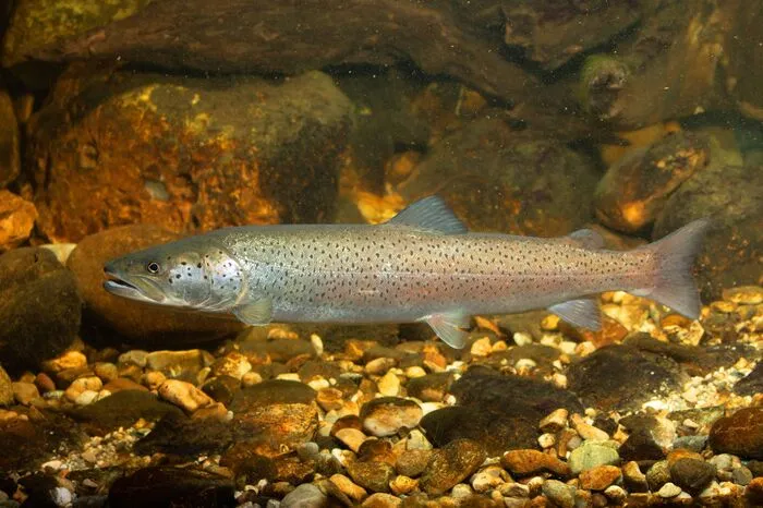 Der sogenannte Donaulachs oder Huchen wurde zum Wassertier des Jahres 2023 gewählt.