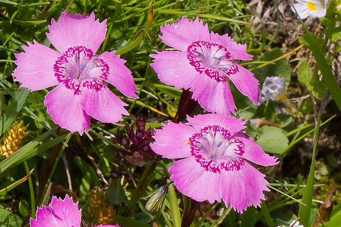 Ostalpen-Nelke (Dianthus alpinus): Sie wächst nur in den nordöstlichen Kalkalpen.
