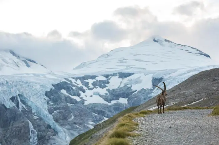 Hoch hinaus und tief hinab in den Hohen TauernNicht nur die höchsten Gipfel Österreichs, auch die höchsten Wasserfälle Europas findet man im Nationalpark Hohe Tauern. Das besondere Mikroklima und der feine Sprühnebel am Fuß der Fälle sollen noch dazu eine gesundheitsfördernde Wirkung auf die Atemwege haben. Ein Highlight im Kärntner Teil des Nationalparks ist der Naturlehrweg Gamsgrube. Gegenüber dem Großglockner und oberhalb der Pasterze befindet sich die Gamsgrube – ein kleines Hochtal am Fuße des Fuscher-Kar-Kopfes. Dieses Kar mit bis zu drei Meter hohen Flugsanddünen birgt eine einzigartige Tier- und Pflanzenwelt.