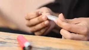  Woman hands making a cigarette ,model released, Symbolfoto PUBLICATIONxINxGERxSUIxAUTxONLY Copyright: xAntonioGuillemx Panthermedia26574849