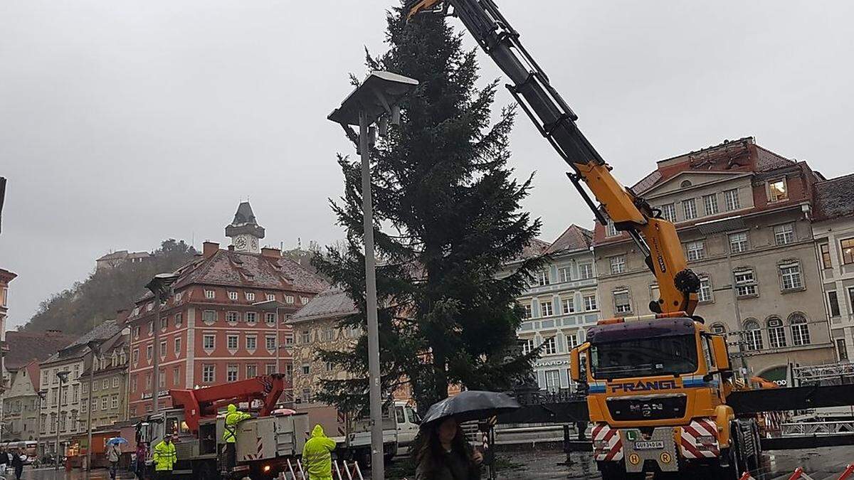 Der Grazer Christbaum kommt heuer aus Pischelsdorf