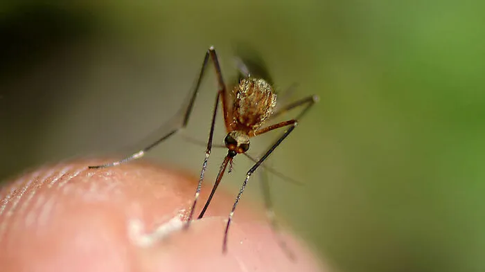 Gelse bei der Arbeit - das ungeliebte Insekt sticht, um mit dem Blut die Nachkommen zu ernähren
