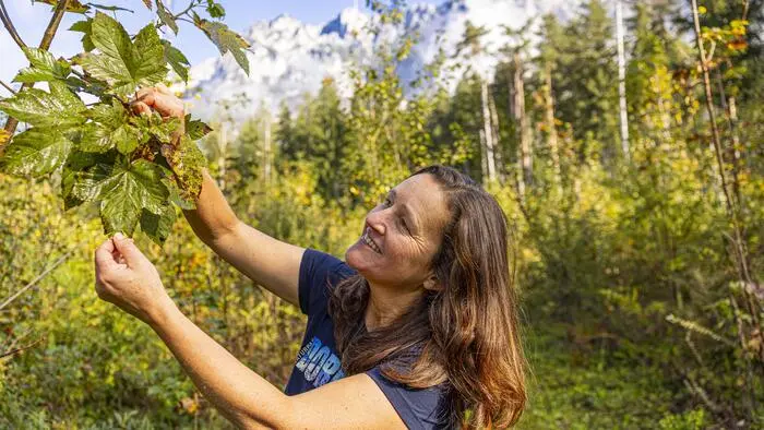 Dass sich der Ahorn bei diesem Waldexperiment durchsetzt, überrascht Naturparkrangerin Birgit Pichorner