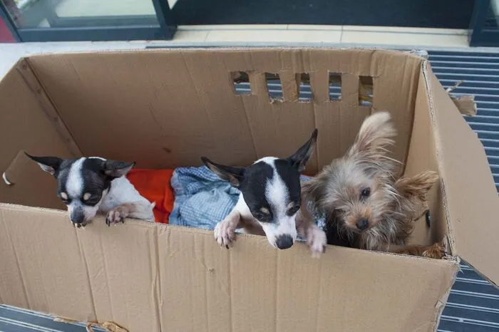 . . . in diesem waren drei kleine Hunde, völlig verdreckt, ausgehungert und halb erfroren.